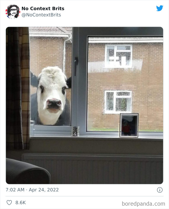 Funny-No-Context-British-Humour