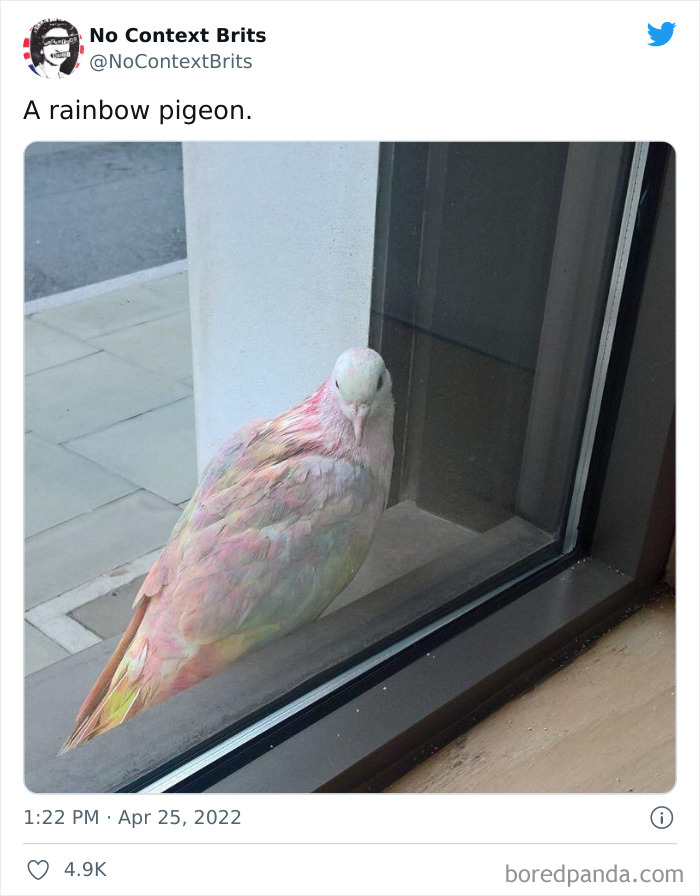 Funny-No-Context-British-Humour