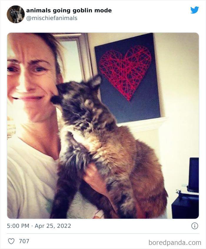 Funny-Animals-Pics-Goblin-Mode