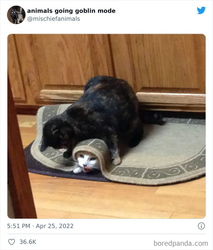 Funny-Animals-Pics-Goblin-Mode