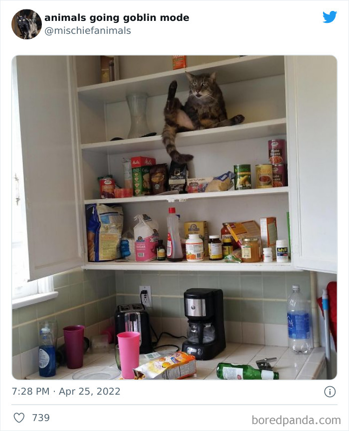 Funny-Animals-Pics-Goblin-Mode