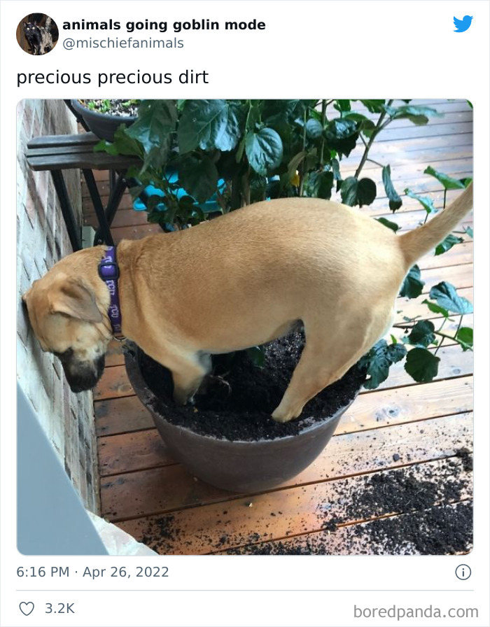 Funny-Animals-Pics-Goblin-Mode