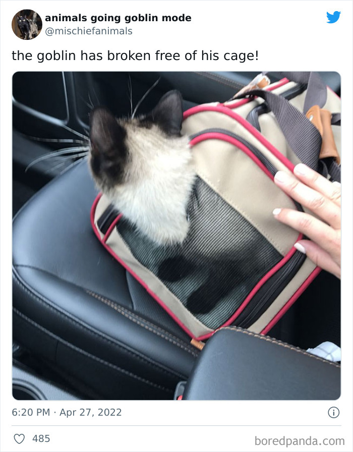 Funny-Animals-Pics-Goblin-Mode