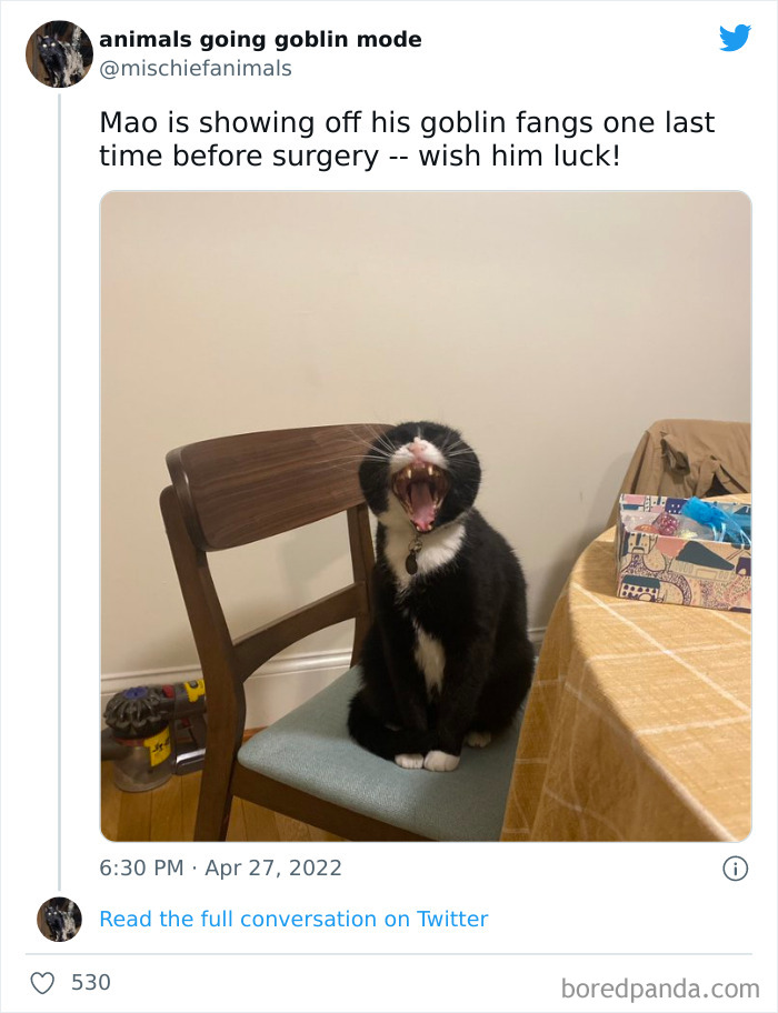 Funny-Animals-Pics-Goblin-Mode