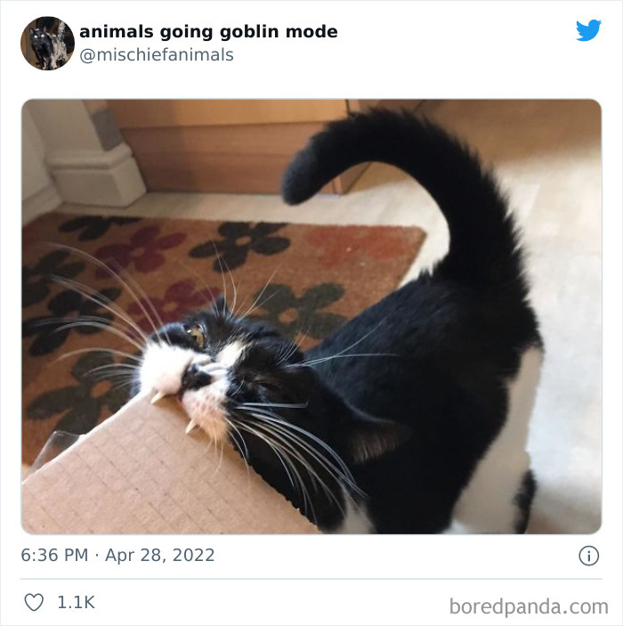 Funny-Animals-Pics-Goblin-Mode