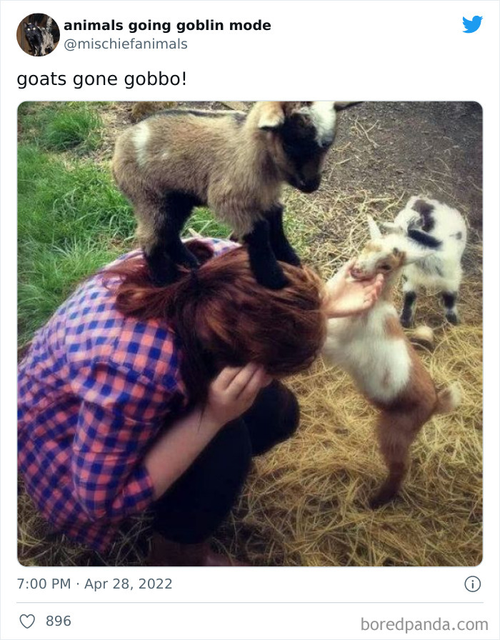 Funny-Animals-Pics-Goblin-Mode