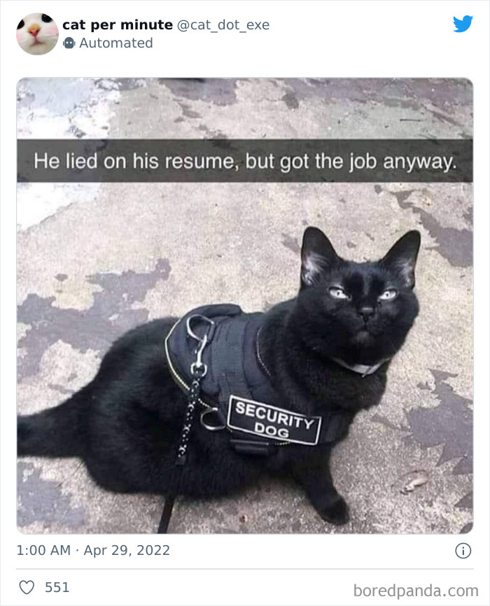 Funny-Cat-Dog-Tweets