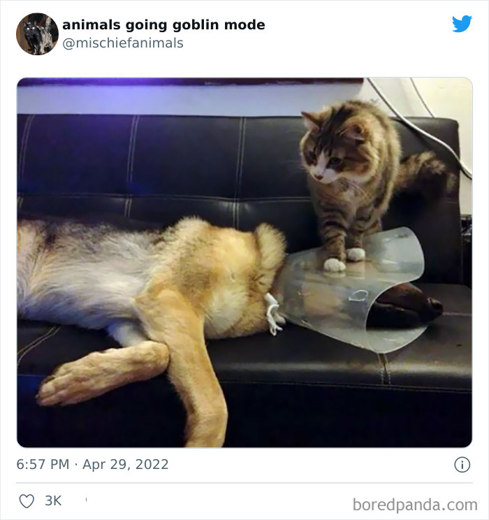 Funny-Animals-Pics-Goblin-Mode