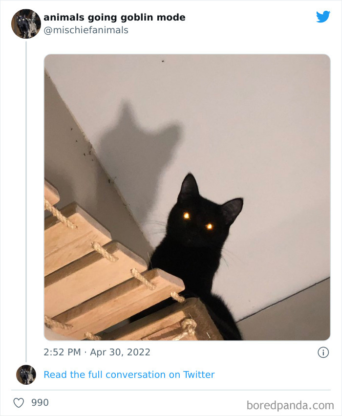 Funny-Animals-Pics-Goblin-Mode