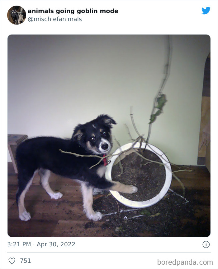 Funny-Animals-Pics-Goblin-Mode