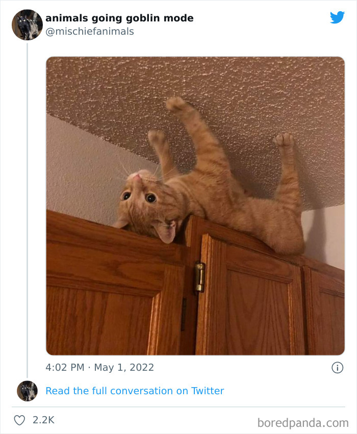 Funny-Animals-Pics-Goblin-Mode