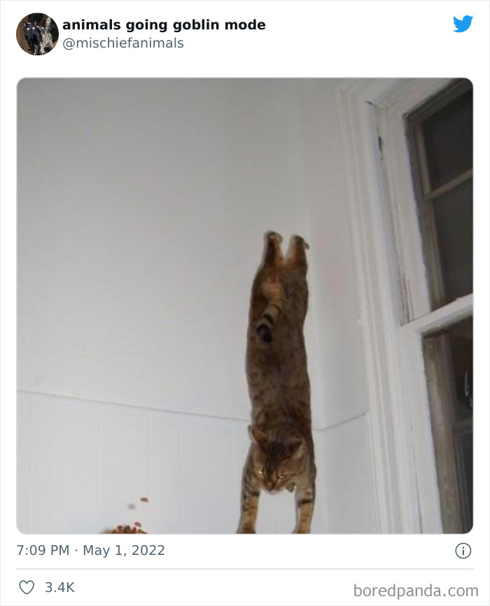 Funny-Animals-Pics-Goblin-Mode