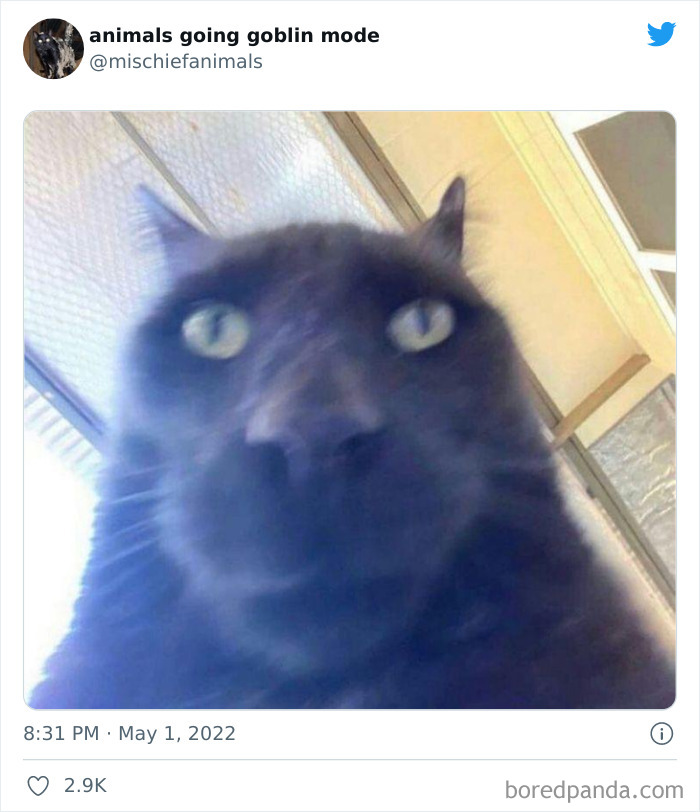 Funny-Animals-Pics-Goblin-Mode
