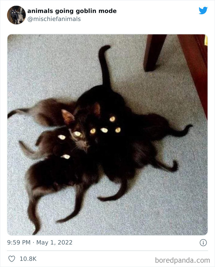 Funny-Animals-Pics-Goblin-Mode