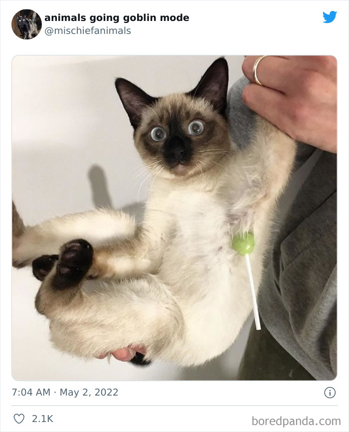 Funny-Animals-Pics-Goblin-Mode