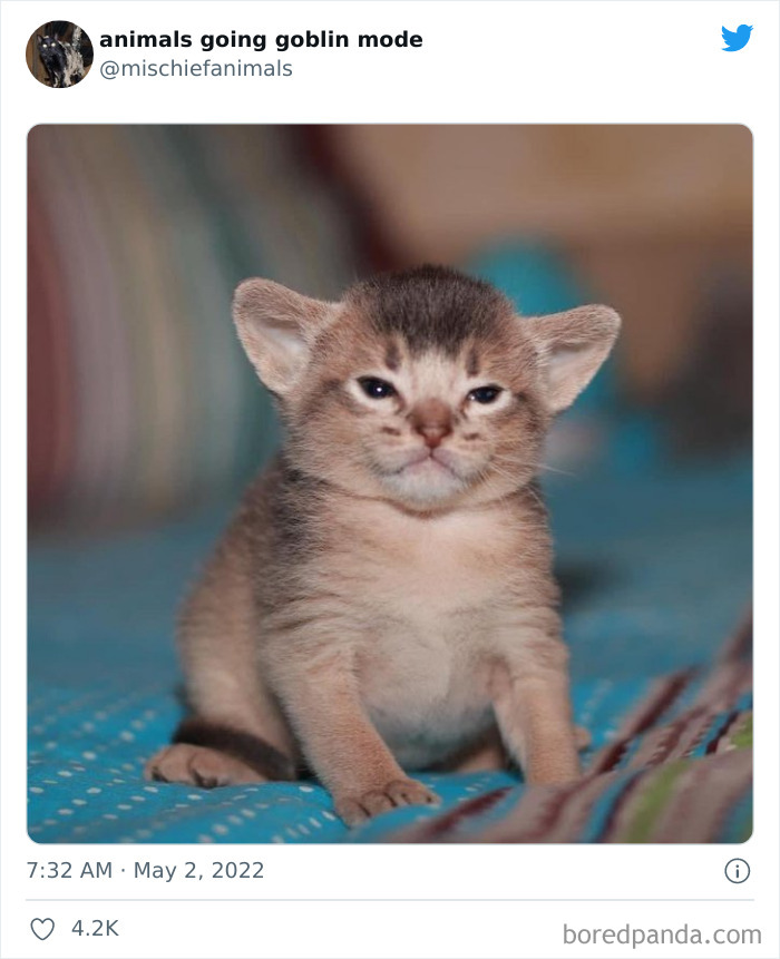 Funny-Animals-Pics-Goblin-Mode