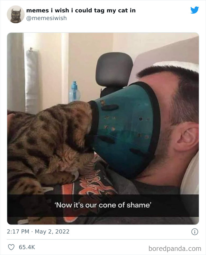 Funny-Cat-Dog-Tweets