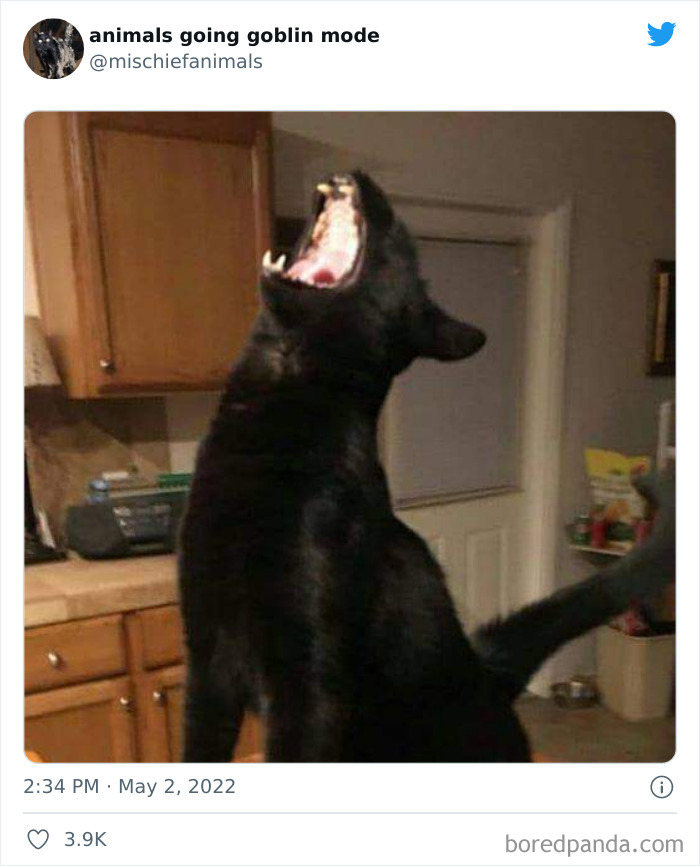 Funny-Animals-Pics-Goblin-Mode