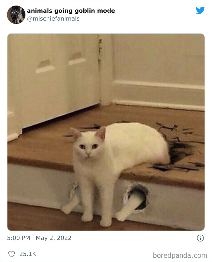 Funny-Animals-Pics-Goblin-Mode