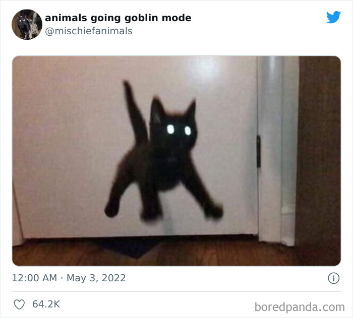 Funny-Animals-Pics-Goblin-Mode