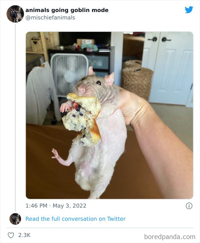 Funny-Animals-Pics-Goblin-Mode