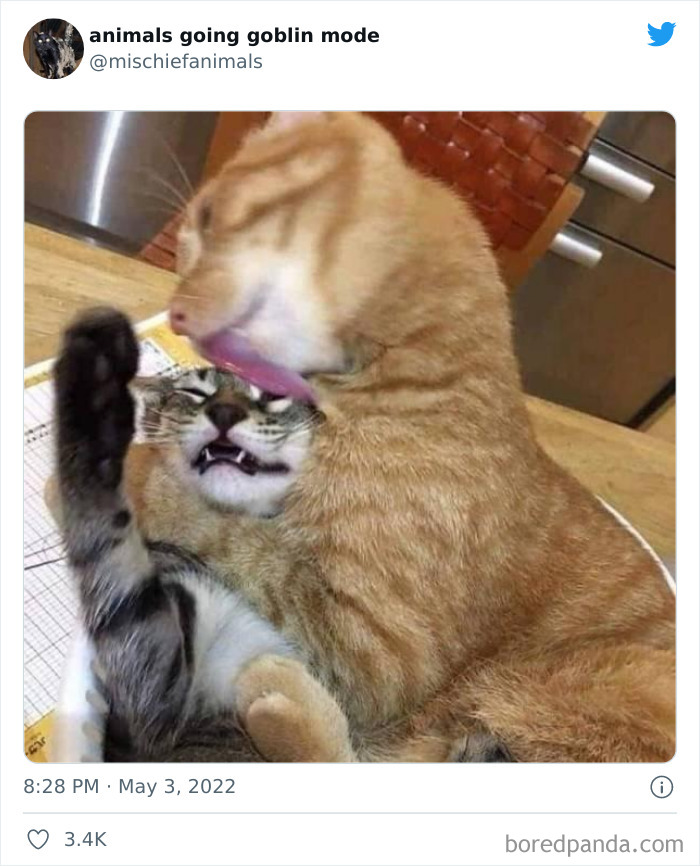 Funny-Animals-Pics-Goblin-Mode