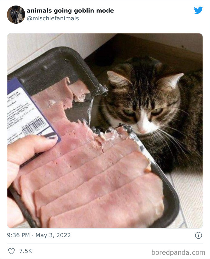 Funny-Animals-Pics-Goblin-Mode