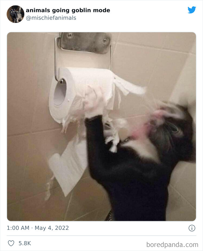 Funny-Animals-Pics-Goblin-Mode