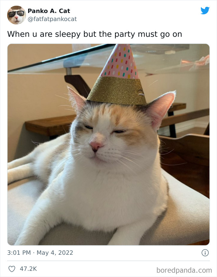 Funny-Cat-Dog-Tweets