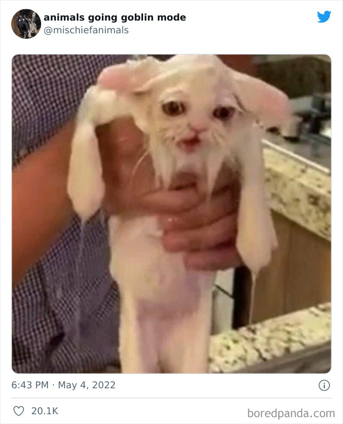 Funny-Animals-Pics-Goblin-Mode