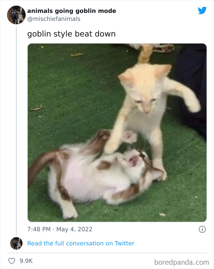 Funny-Animals-Pics-Goblin-Mode