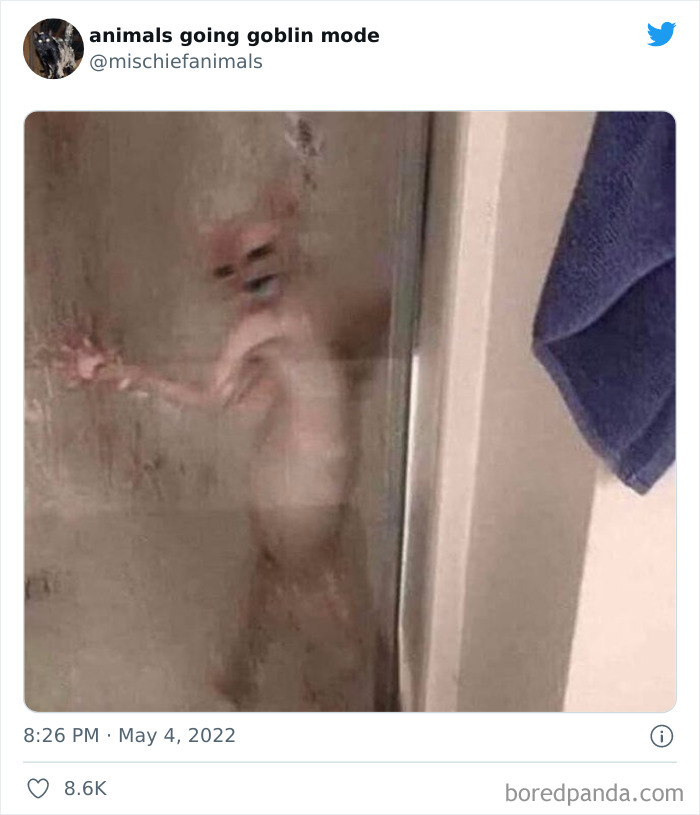 Funny-Animals-Pics-Goblin-Mode