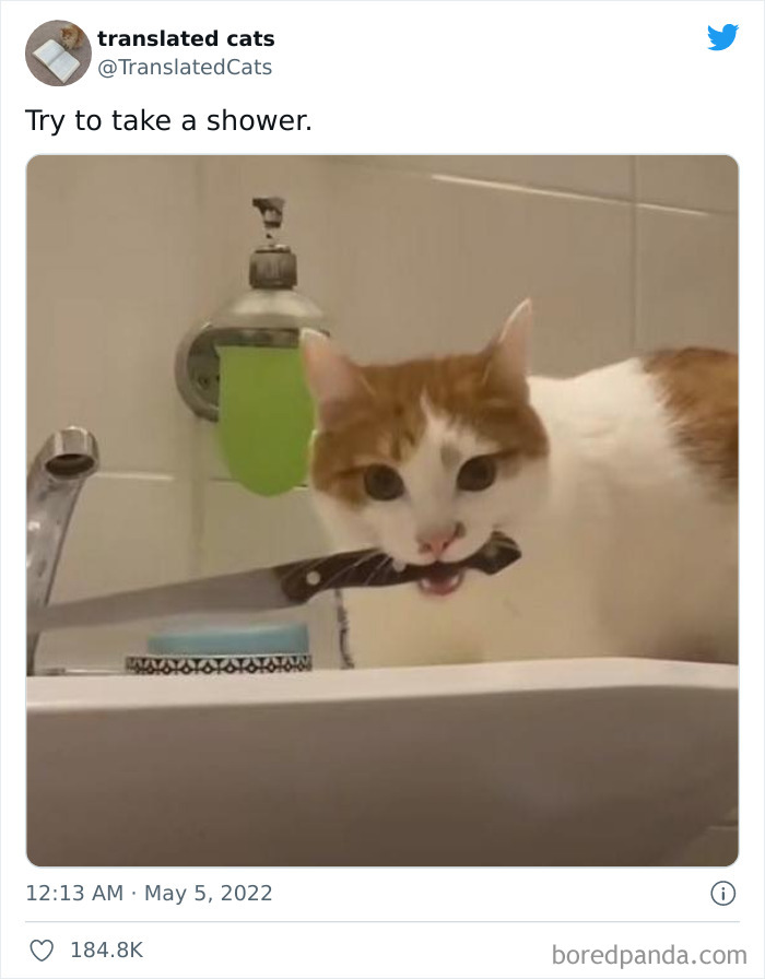 Funny-Cat-Dog-Tweets