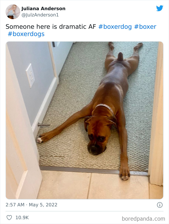 Funny-Cat-Dog-Tweets