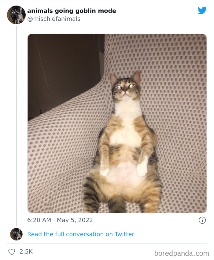 Funny-Animals-Pics-Goblin-Mode