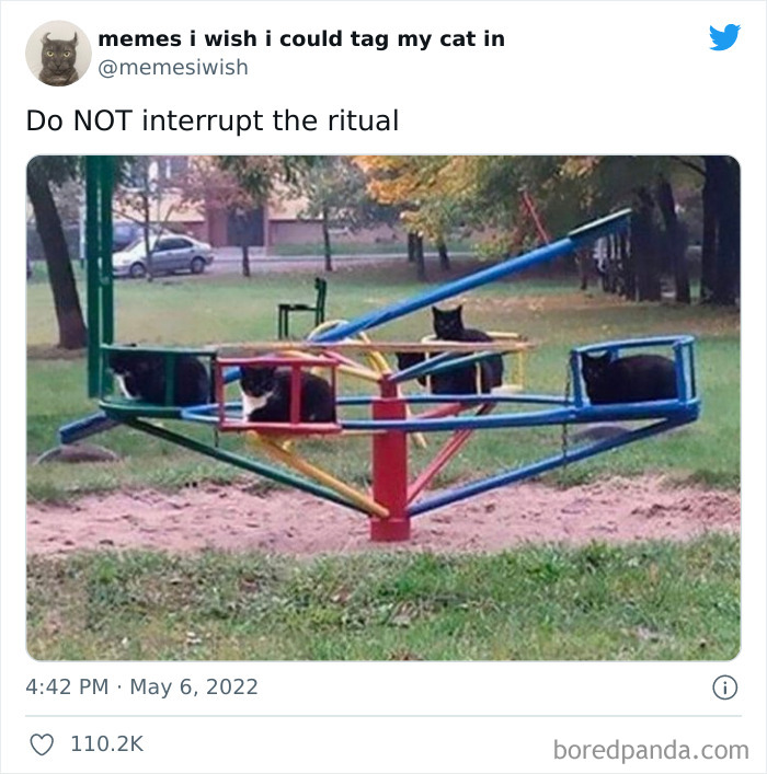 Funny-Cat-Dog-Tweets