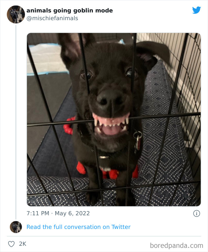Funny-Animals-Pics-Goblin-Mode