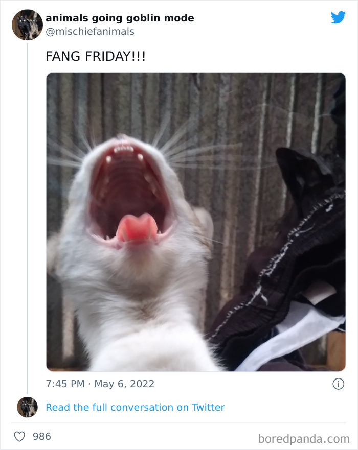 Funny-Animals-Pics-Goblin-Mode