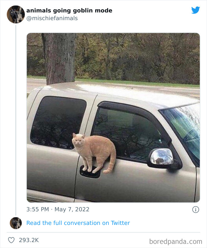 Funny-Animals-Pics-Goblin-Mode