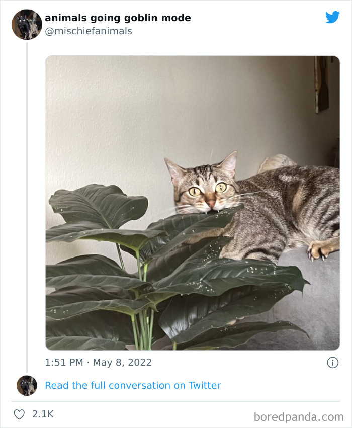 Funny-Animals-Pics-Goblin-Mode