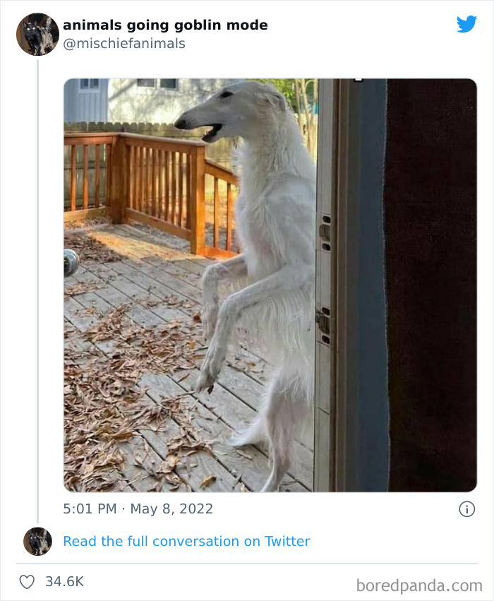 Funny-Animals-Pics-Goblin-Mode