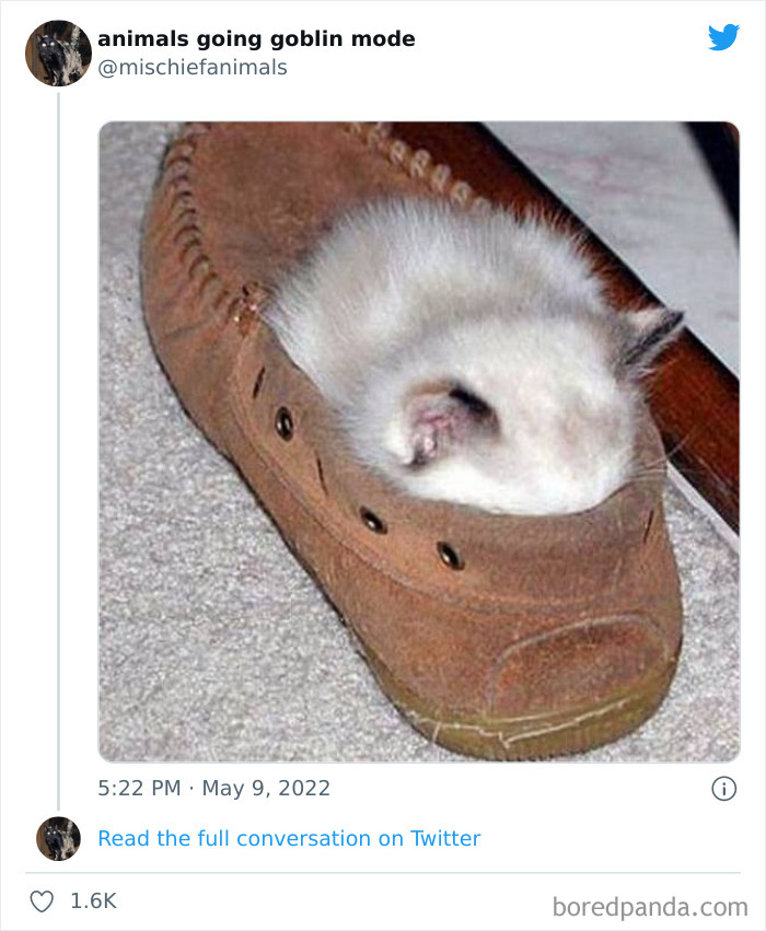 Funny-Animals-Pics-Goblin-Mode
