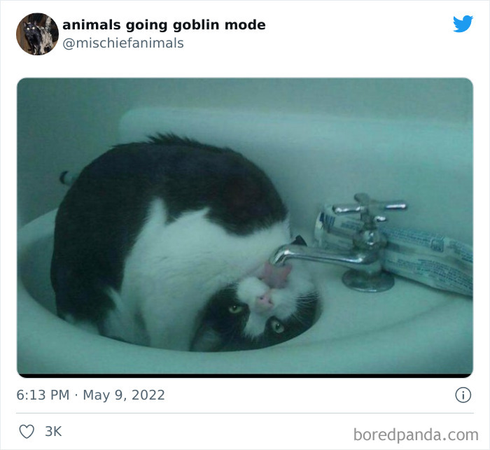 Funny-Animals-Pics-Goblin-Mode