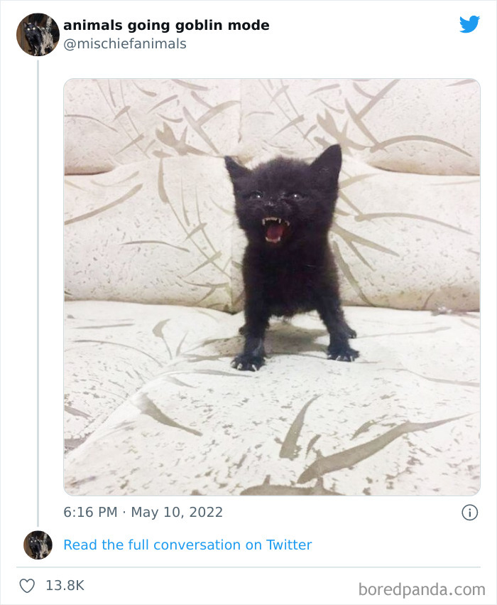 Funny-Animals-Pics-Goblin-Mode