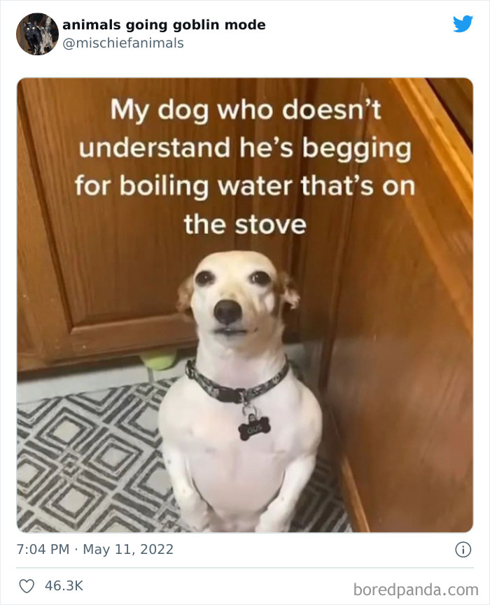 Funny-Animals-Pics-Goblin-Mode