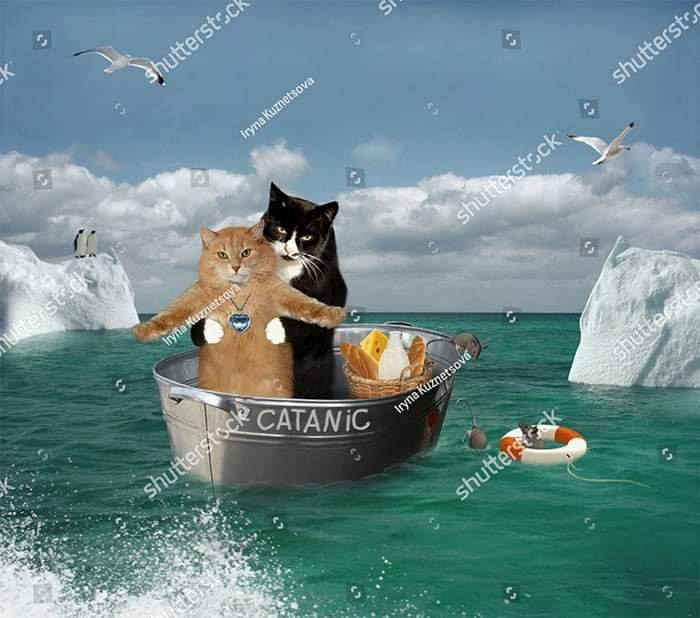 Two cats on a small boat labeled "Catanic," recreating a famous movie scene, surrounded by icebergs and seagulls.