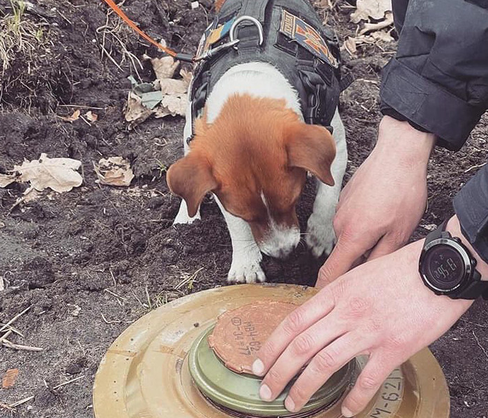 Hero Pup Patron Awarded Medal By Ukrainian President Zelensky For Sniffing Out Over 250 Bombs And Munitions Hero Pup Patron Awarded Medal By Ukrainian President Zelensky For Sniffing Out Over 250 Bombs And Munitions