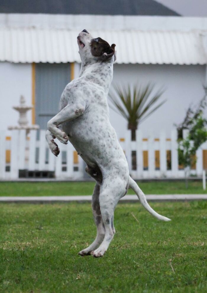 This Dog Was Found Extremely Malnourished, A Few Months Later He’s Unrecognizable As He Recovers And Then Finds A Forever Home - 20