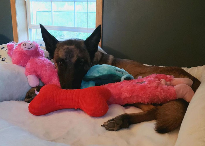 Eva The Dog Heroically Saved Her Owner&rsquo;s Life During Mountain Lion Attack