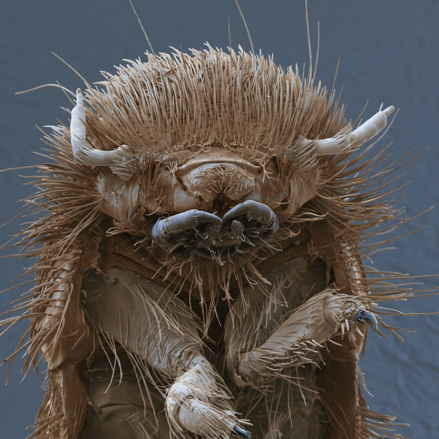 26 Macro Images Invisible To Human Eyes That Will Amaze Them 26 Macro Images Invisible To Human Eyes That Will Amaze Them